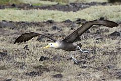 Waved Albatross